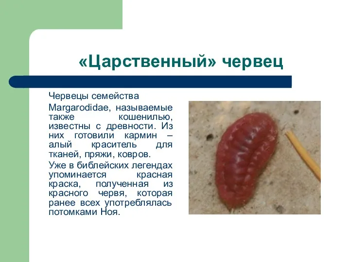«Царственный» червец Червецы семейства Margarodidae, называемые также кошенилью, известны с
