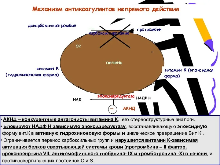 витамин К (гидрохиноновая форма) витамин К (эпоксидная форма) эпоксидредуктаза - АКНД О2 декарбоксипротромбин