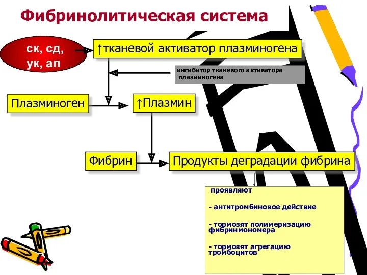 Фибринолитическая система ↑тканевой активатор плазминогена Плазминоген ↑Плазмин Фибрин Продукты деградации фибрина ск, сд,