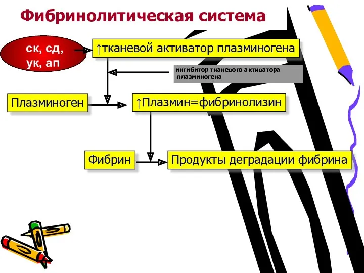 Фибринолитическая система ↑тканевой активатор плазминогена Плазминоген ↑Плазмин=фибринолизин Фибрин Продукты деградации