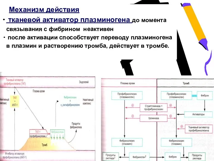 Механизм действия тканевой активатор плазминогена до момента связывания с фибрином неактивен после активации