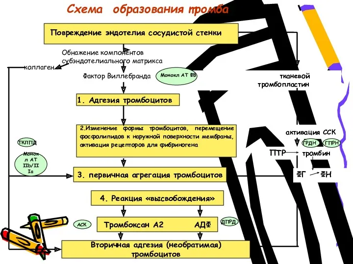 Схема образования тромба Повреждение эндотелия сосудистой стенки Обнажение компонентов субэндотелиального