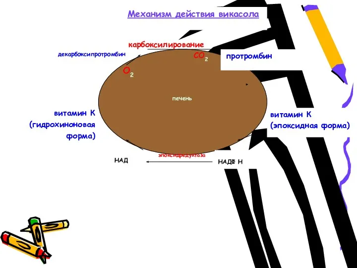 витамин К (гидрохиноновая форма) эпоксидредуктаза О2 декарбоксипротромбин протромбин карбоксилирование СО2 НАДФ Н НАД
