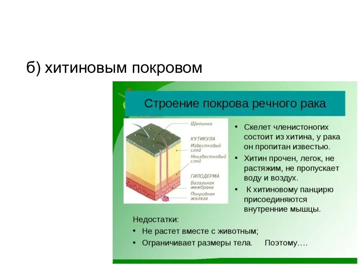 Ответ_2 б) хитиновым покровом