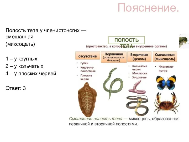 Пояснение. Полость тела у членистоногих — смешанная (миксоцель) 1 –