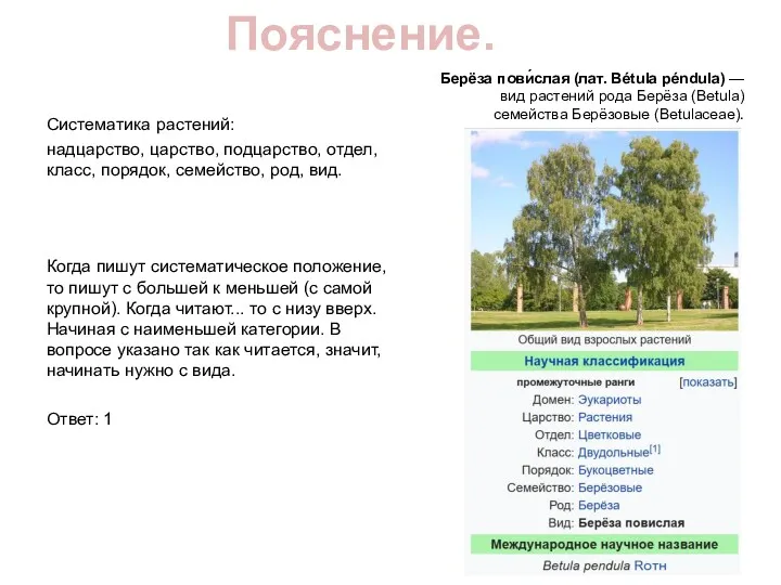 Пояснение. Систематика растений: надцарство, царство, подцарство, отдел, класс, порядок, семейство,