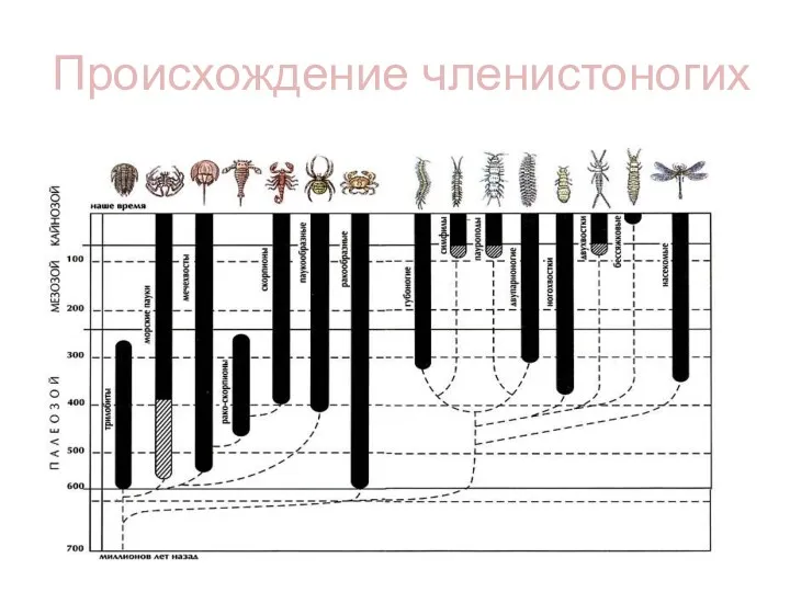 Происхождение членистоногих