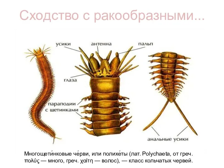 Сходство с ракообразными... Многощети́нковые че́рви, или полихе́ты (лат. Polychaeta, от