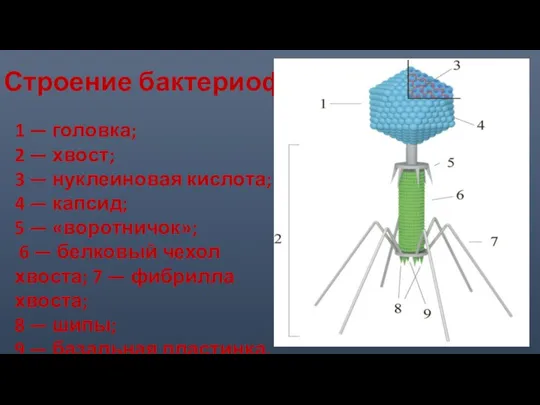 Строение бактериофага 1 — головка; 2 — хвост; 3 —