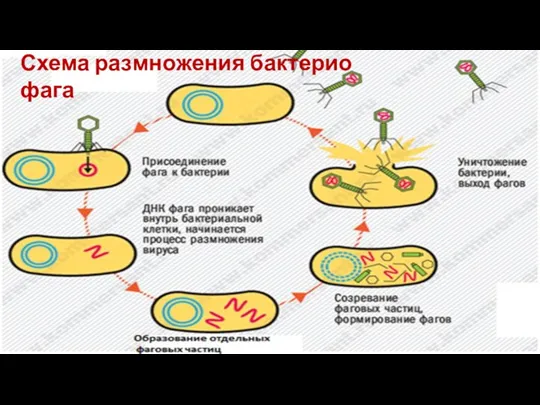 Схема раз­мно­же­ния бак­те­рио­фа­га