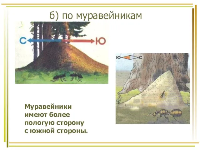 б) по муравейникам Муравейники имеют более пологую сторону с южной стороны.