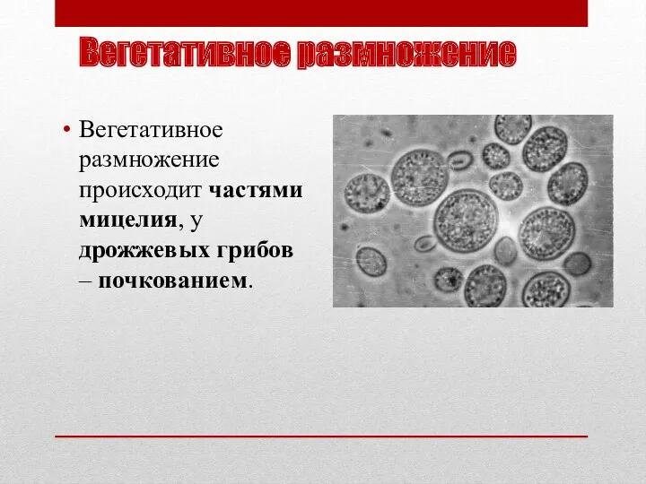 Вегетативное размножение Вегетативное размножение происходит частями мицелия, у дрожжевых грибов – почкованием.