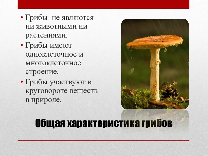 Общая характеристика грибов Грибы не являются ни животными ни растениями.