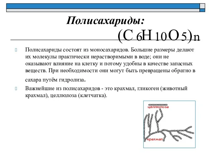 Полисахариды: Полисахариды состоят из моносахаридов. Большие размеры делают их молекулы