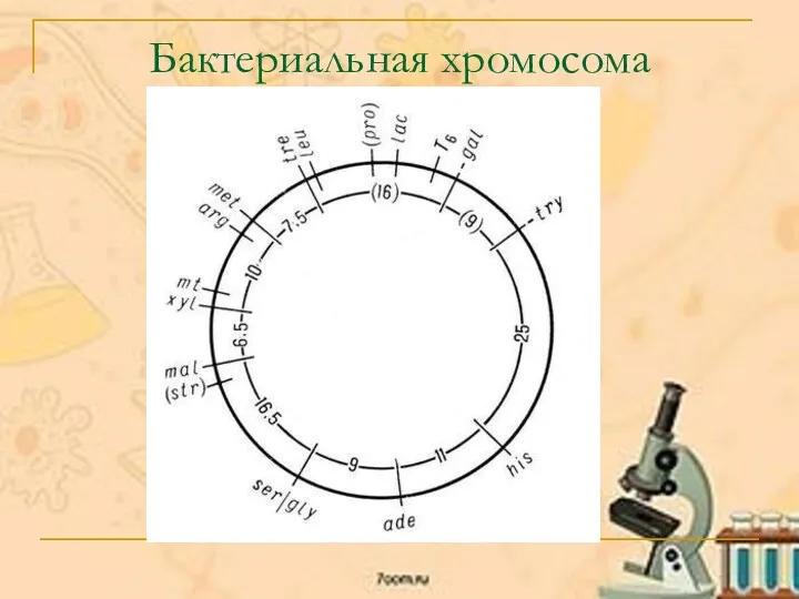 Бактериальная хромосома
