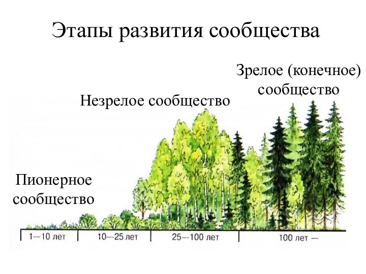 Этапы развития сообщества Пионерное сообщество Незрелое сообщество Зрелое (конечное) сообщество