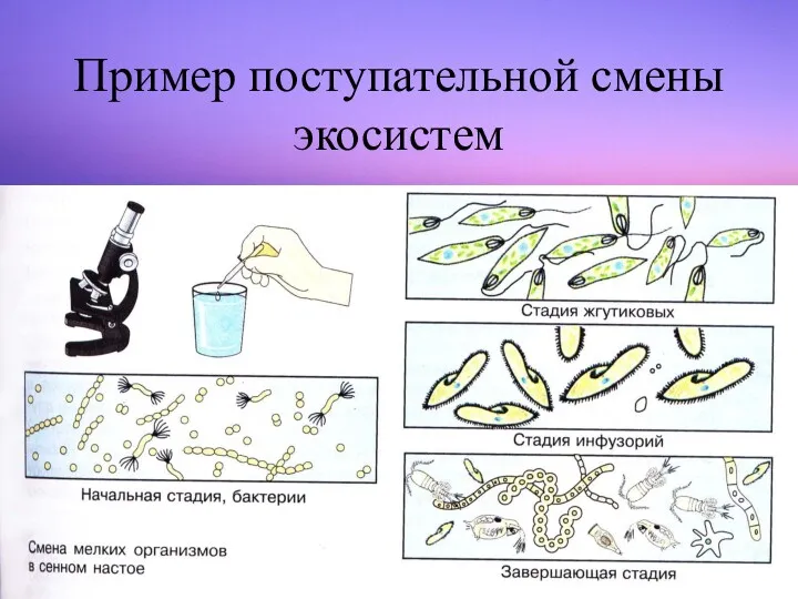 Пример поступательной смены экосистем