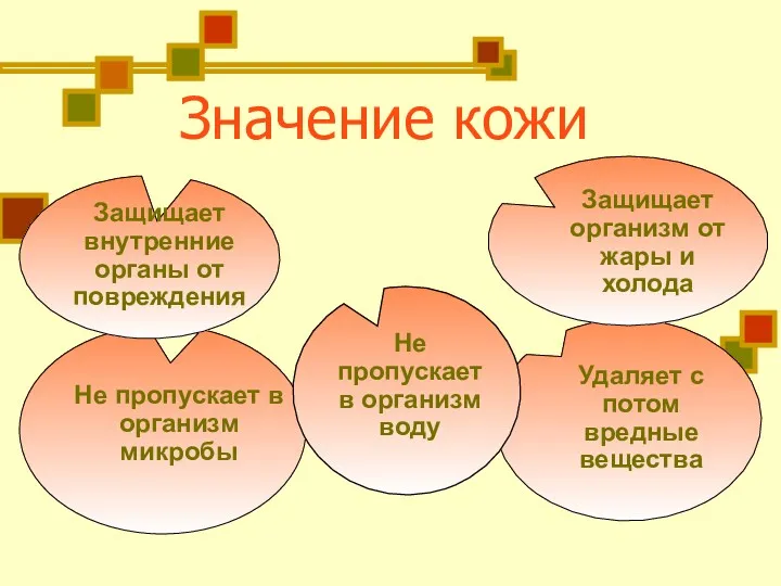 Значение кожи Защищает внутренние органы от повреждения Не пропускает в