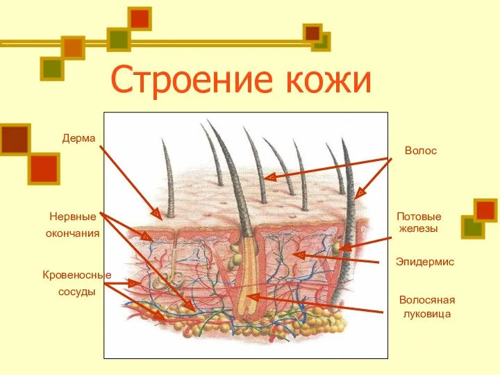 Строение кожи Дерма Волос Волосяная луковица Нервные окончания Кровеносные сосуды Эпидермис Потовые железы