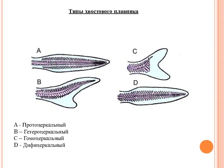 Типы хвостового плавника A - Протоцеркальный B – Гетероцеркальный С – Гомоцеркальный D - Дифицеркальный