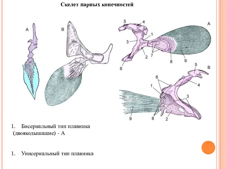 Скелет парных конечностей Бисериальный тип плавника (двоякодышашие) - А Унисериальный тип плавника