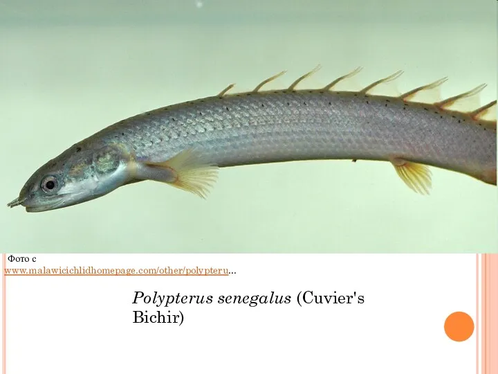 Фото с www.malawicichlidhomepage.com/other/polypteru... Polypterus senegalus (Cuvier's Bichir)