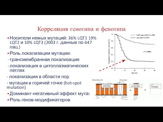 Корреляция генотипа и фенотипа Носители немых мутаций: 36% LQT1 19%