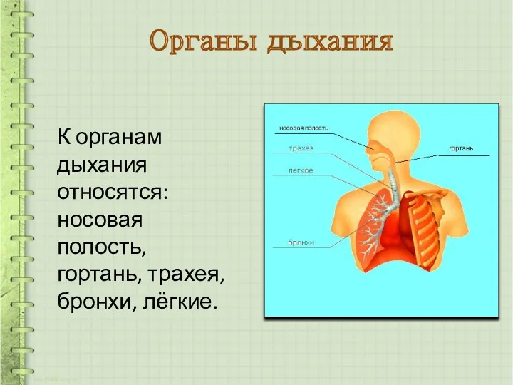 Органы дыхания К органам дыхания относятся: носовая полость, гортань, трахея, бронхи, лёгкие.