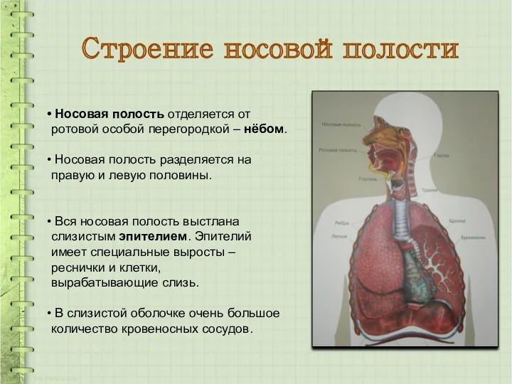 Носовая полость отделяется от ротовой особой перегородкой – нёбом. Носовая