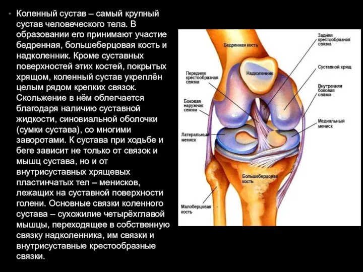 Коленный сустав – самый крупный сустав человеческого тела. В образовании