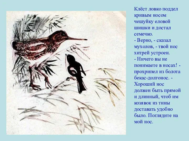 Клёст ловко поддел кривым носом чешуйку еловой шишки и достал