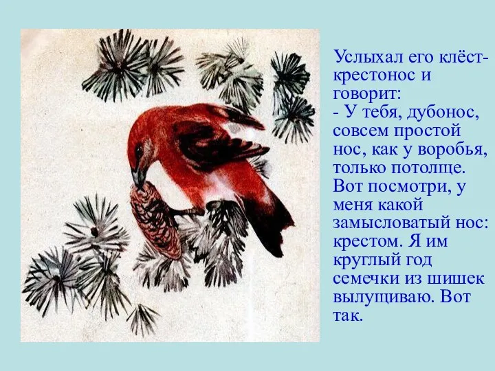 Услыхал его клёст-крестонос и говорит: - У тебя, дубонос, совсем