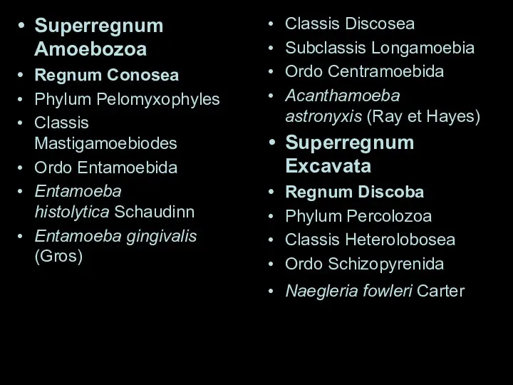Superregnum Amoebozoa Regnum Conosea Phylum Pelomyxophyles Classis Mastigamoebiodes Ordo Entamoebida Entamoeba histolytica Schaudinn