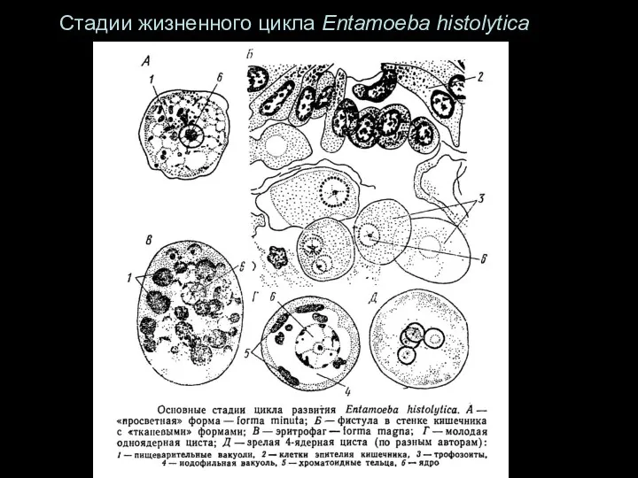 Стадии жизненного цикла Entamoeba histolytica
