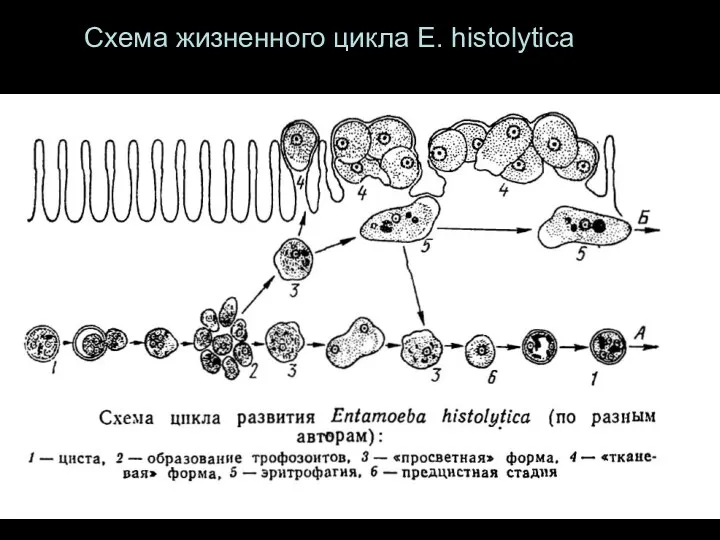 Схема жизненного цикла E. histolytica