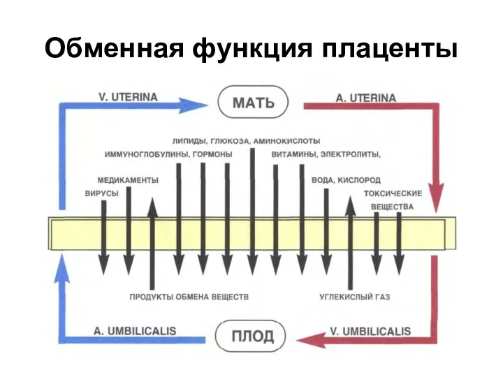 Обменная функция плаценты