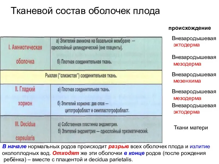 Тканевой состав оболочек плода Внезародышевая эктодерма Внезародышевая мезодерма Внезародышевая мезенхима