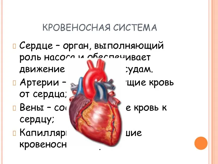 КРОВЕНОСНАЯ СИСТЕМА Сердце – орган, выполняющий роль насоса и обеспечивает