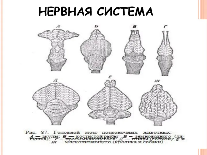 НЕРВНАЯ СИСТЕМА