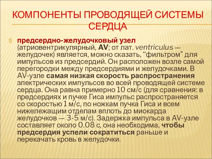 КОМПОНЕНТЫ ПРОВОДЯЩЕЙ СИСТЕМЫ СЕРДЦА предсердно-желудочковый узел (атриовентрикулярный, AV; от лат.