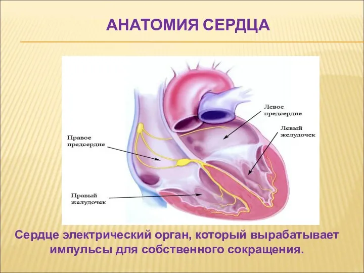 АНАТОМИЯ СЕРДЦА Сердце электрический орган, который вырабатывает импульсы для собственного сокращения.