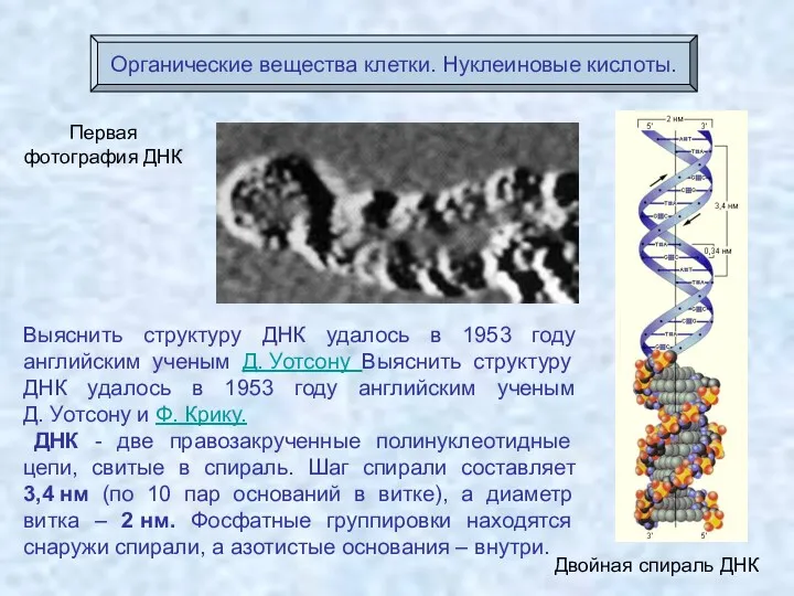 Первая фотография ДНК Двойная спираль ДНК Органические вещества клетки. Нуклеиновые