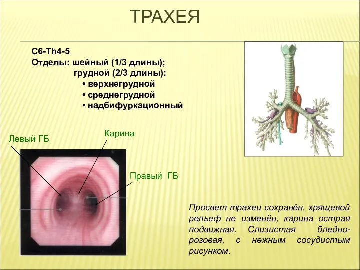 ТРАХЕЯ Правый ГБ Левый ГБ С6-Th4-5 Отделы: шейный (1/3 длины);