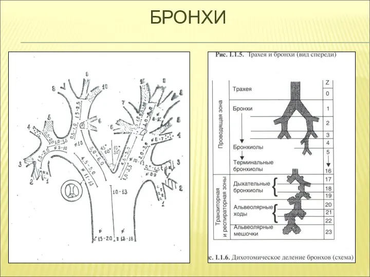 БРОНХИ