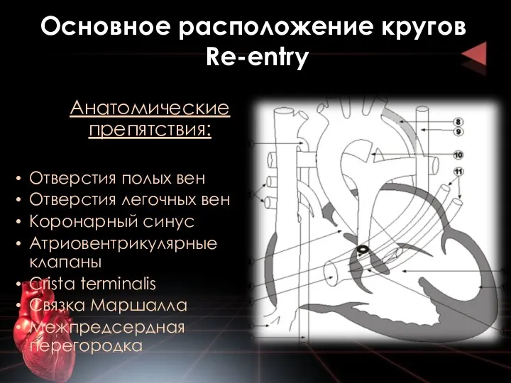 Основное расположение кругов Re-entry Анатомические препятствия: Отверстия полых вен Отверстия