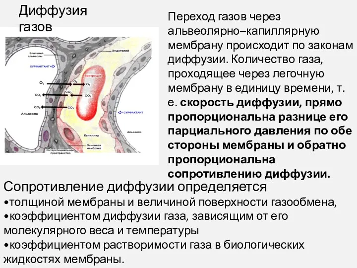 Диффузия газов Переход газов через альвеолярно–капиллярную мембрану происходит по законам