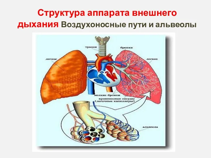 Структура аппарата внешнего дыхания Воздухоносные пути и альвеолы легких
