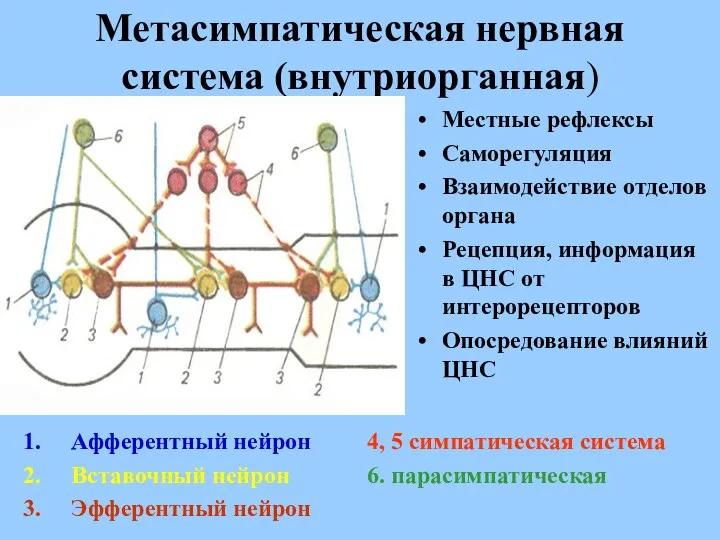 Метасимпатическая нервная система (внутриорганная) Местные рефлексы Саморегуляция Взаимодействие отделов органа