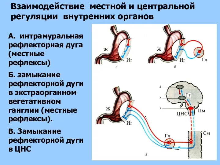 Взаимодействие местной и центральной регуляции внутренних органов А. интрамуральная рефлекторная