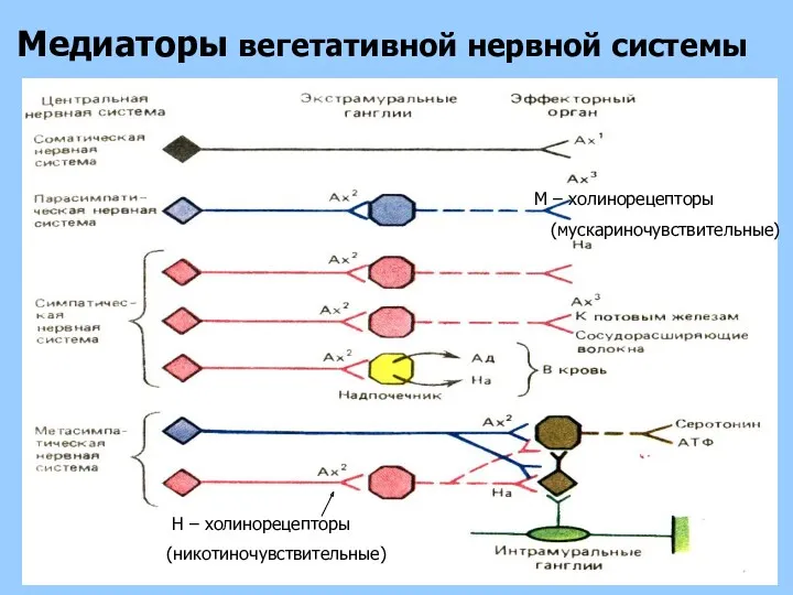 Медиаторы вегетативной нервной системы М – холинорецепторы (мускариночувствительные) Н – холинорецепторы (никотиночувствительные)